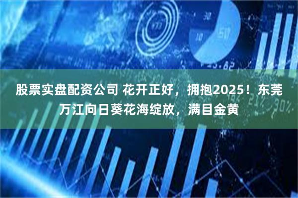 股票实盘配资公司 花开正好，拥抱2025！东莞万江向日葵花海绽放，满目金黄